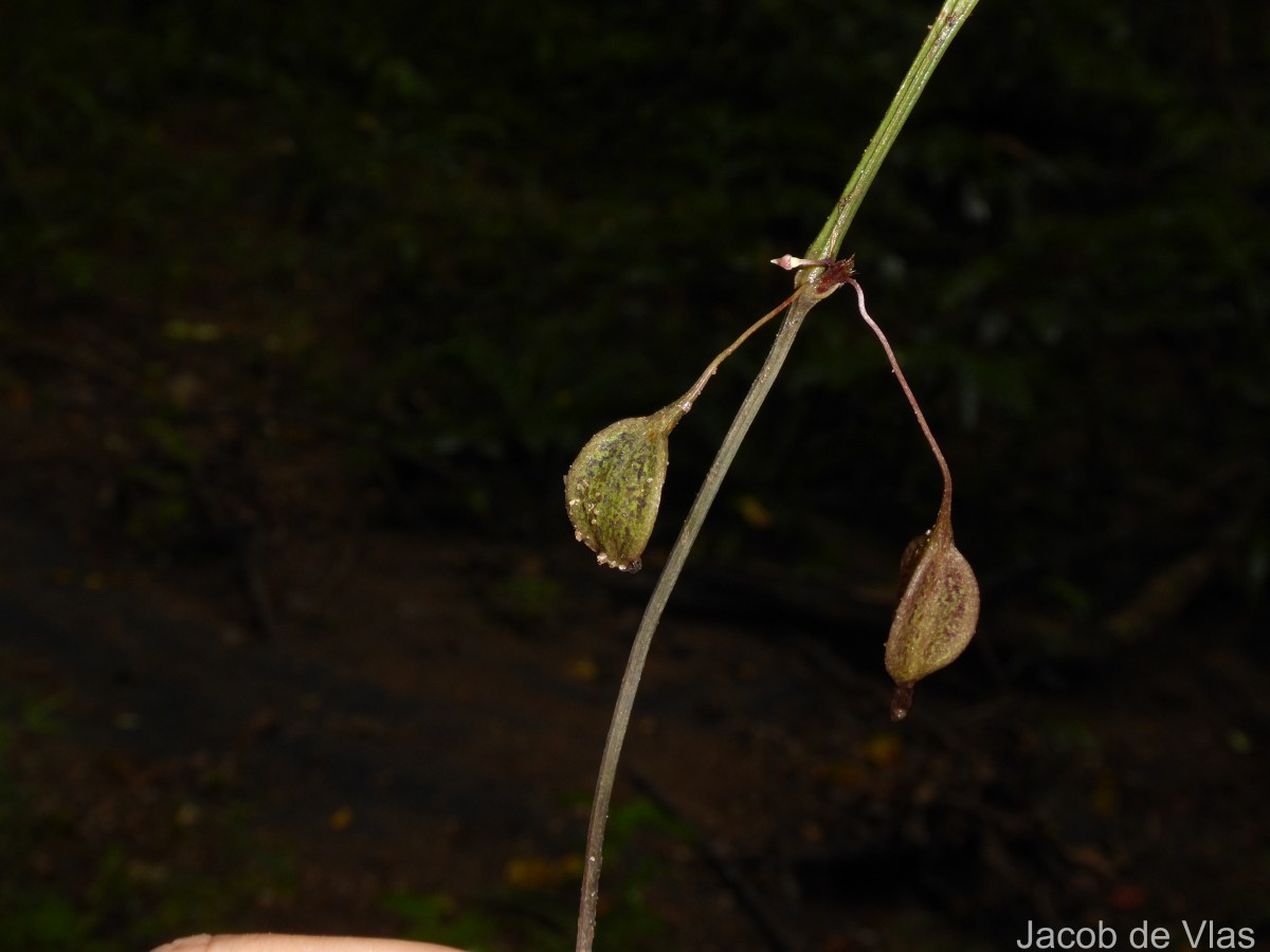Trichopus zeylanicus Gaertn.